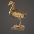 Detailed View of Brown and White Wading Bird Standing on Stone Base