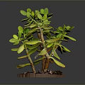 Green Leaf Succulent Plant with Wooden Stem in Brown Pot and Soil for Indoor Decoration
