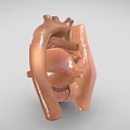 Detailed Human Heart 3D Anatomical Model Showing Chest Organ Vascular Structure Details