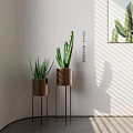 Indoor Potted Cactus And Aloe Vera On Metal Stands With Sunlight Shadows