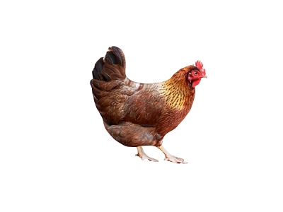 Modern Hen model