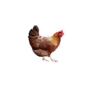 Modern Hen 3d model