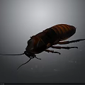 Detailed Red and Black Cockroach with Shiny Exoskeleton on Gray Background 3d model