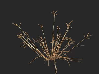 Golden Dried Flowers In Vase With Black Background Decorative 3d model