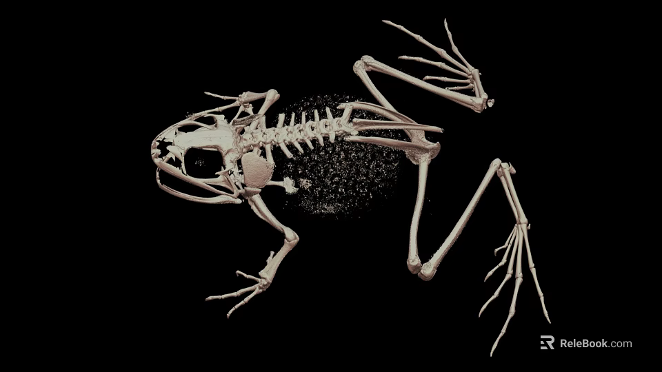 Complete Frog Skeleton Anatomical Structure Detailed Scientific View On Black Background 3d model 