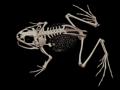 Complete Frog Skeleton Anatomical Structure Detailed Scientific View On Black Background 3d model