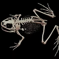 Complete Frog Skeleton Anatomical Structure Detailed Scientific View On Black Background 3d model