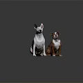 White Bull Terrier and Brown English Bulldog Sitting Together on Dark Shiny Surface