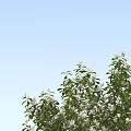 Modern Tree Deep Mountain Smile 3d model