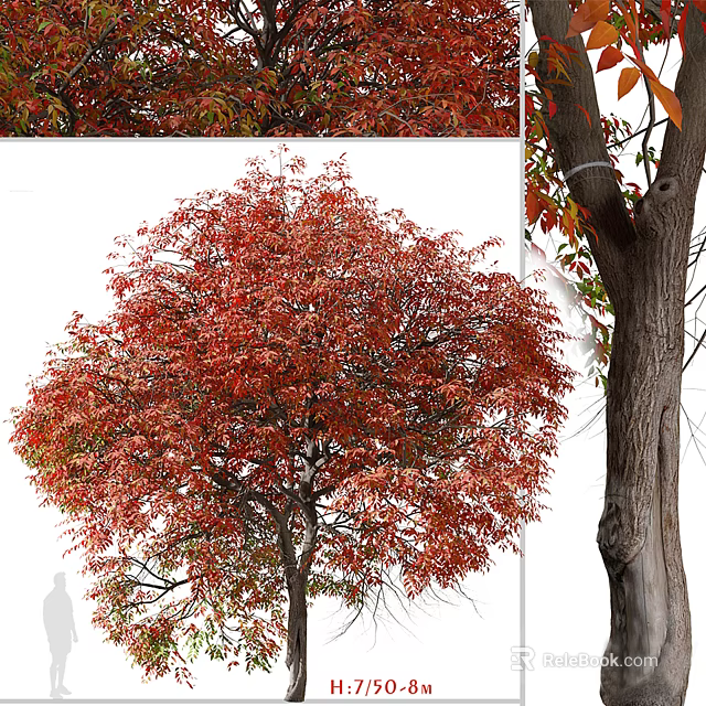 Beautiful Arbor With Vibrant Red Leaves And Strong Trunk In Autumn 3d model 