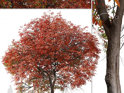 Beautiful Arbor With Vibrant Red Leaves And Strong Trunk In Autumn 3d model