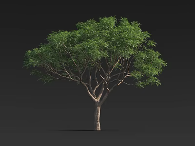Healthy Lush Green Foliage Tree With Sturdy Trunk And Natural Shape 3d model
