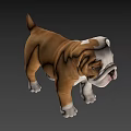 Cute English Bulldog Puppy With White And Brown Coat Standing On Gray Background