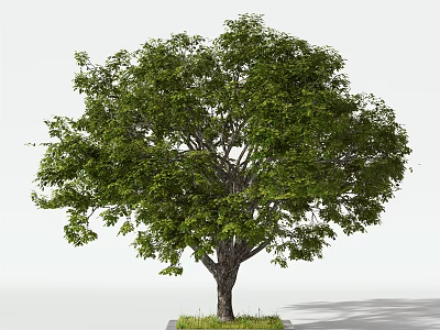 Lush Green Arbor With Dense Foliage And Sturdy Trunk For Landscaping Design 3d model
