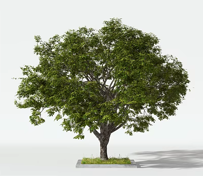 Lush Green Arbor With Dense Foliage And Sturdy Trunk For Landscaping Design 3d model