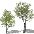 Tall Arbor Trees With Lush Green Foliage And Human Silhouette For Size Comparison
