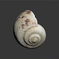 Beautiful Natural Aquatic Animal Seashell Featuring Spiral Structure White Brown Patterns