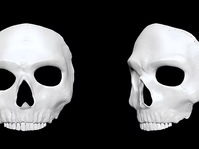 White Human Skull Models With Detailed And Smooth Surfaces On Black Background 3d model