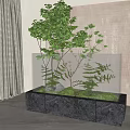 Indoor Bonsai Plant in Transparent Glass Container with Green Foliage and Gray Stone Base