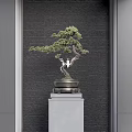 Pine Bonsai Plant In Elegant Pot On Stone Pedestal Against Gray Textured Wall