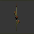 Corn Plant With Green Stem Bearing Orange Corn Cobs And Red Silk Tassels