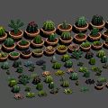 Cartoon Scene With Various Cactus And Succulent Plants In Different Pots