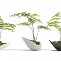 Bonsai Potted Plants with Green Leafy Foliage in Unique Shaped Ceramic Pots