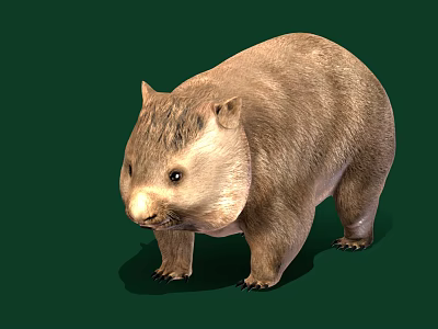 Cute Round Wombat With Thick Brown Fur Standing On Green Background 3d model