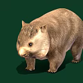 Cute Round Wombat With Thick Brown Fur Standing On Green Background