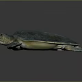 Modern Turtle Small Turtle Green Turtle Big Turtle Black Turtle 3d model