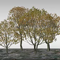 Three Deciduous Trees With Yellow And Orange Leaves And Fallen Leaves On Ground
