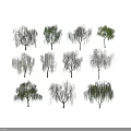 Various Types Of Willow Trees With Green Hanging Branches For Landscape Design