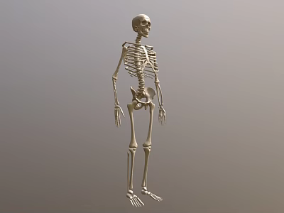 Human Skeleton Limb Structure Displaying Arms Hands Legs And Feet 3d model