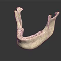 Detailed Realistic Human Mandible Skeletal Organ 3D Model on Black Background