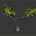 Green Leafy Plant With Brown Branches In Gray Pot For Indoor Decor