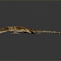 Gecko flying gecko large gecko multiple warts gecko webbed gecko webbed toed gecko reptile 3d model