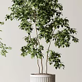 Indoor Potted Plants with Green Foliage and Different Tree Shapes in White Striped Pots