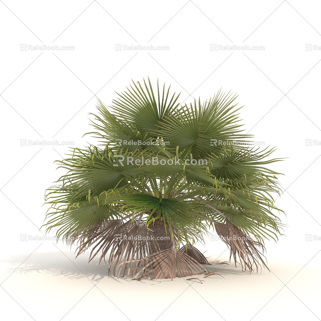 Shrub Plant Green Plant Tropical Shrub 3d model