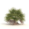 Shrub Plant Green Plant Tropical Shrub 3d model