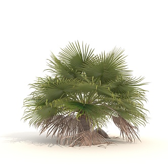 Shrub Plant Green Plant Tropical Shrub 3d model