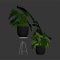 Potted Monstera Plants With Large Green Leaves On Metal Stand And Floor In Gray Background