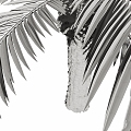 Tree Palm Tree 3d model