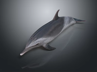 Dolphin Themed Furniture Piece For Modern Contemporary Living Room Decor 3d model