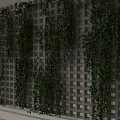 Lush Green Trailing Vines Adorning White Lattice Wall for Indoor Decoration