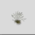 Tall Grass with Slender Leaves and White Spikelets in White Square Pot on Black Background
