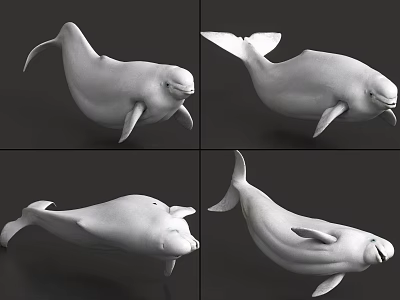 White Beluga Whale Aquatic Animal 3D Models Shown From Multiple Angles 3d model