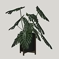 Monstera Potted Plant With Large Green Leaves In Black Pot And Wooden Stand