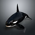 Orca Black And White Marine Animal Swimming With Distinctive Dorsal Fin And Pectoral Flippers