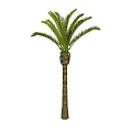 Vibrant Green Shrub With Slender Trunk And Lush Foliage For Garden Landscaping