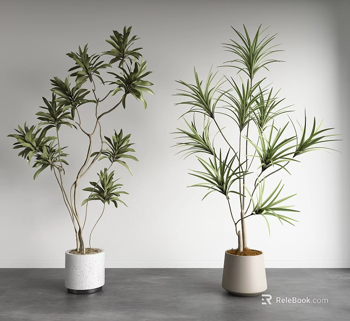 Potted Bonsai Plants with Slender Leaves in White and Beige Pots for Indoor Decoration 3d model 